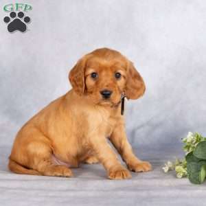 Shannon, Miniature Golden Retriever Puppy